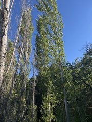 Populus