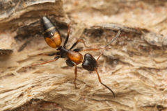 Opisthopsis picta