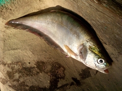 Notopterus notopterus