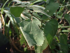 Croton rivularis