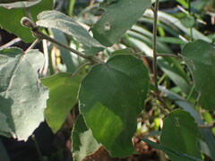 Croton rivularis
