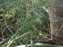 Asparagus divaricatus