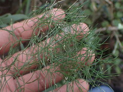 Asparagus divaricatus