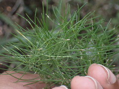 Asparagus divaricatus