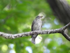 Muscicapa dauurica