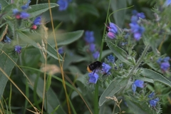 Bombus
