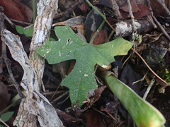 Kedrostis nana