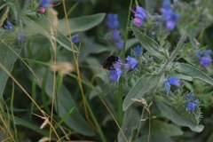 Bombus