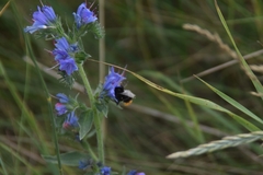 Bombus