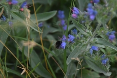 Bombus