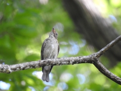 Muscicapa dauurica