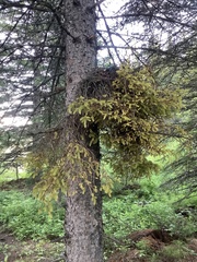 Chrysomyxa arctostaphyli
