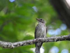 Muscicapa dauurica