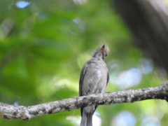Muscicapa dauurica