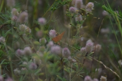 Idaea serpentata