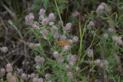Idaea serpentata