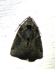 Pseudeustrotia indeterminata