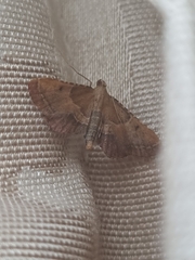 Endotricha flammealis