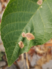 Ophiognomonia leptostyla