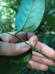Rubus pyrifolius