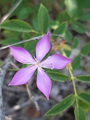 Dianthus ciliatus