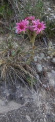Sempervivum arachnoideum