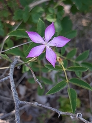 Dianthus ciliatus