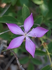 Dianthus ciliatus