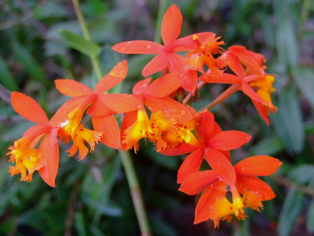 Estrella de fuego (Orquídeas Del Valle de Mexico 🇲🇽 ) · iNaturalist