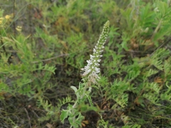 Veronica daurica