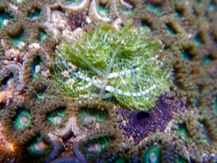 Boodlea composita