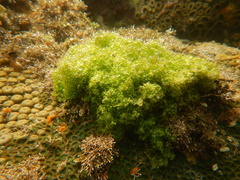 Boodlea composita