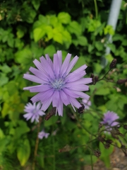 Cicerbita macrophylla