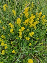 Galium verum