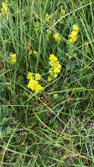 Galium verum