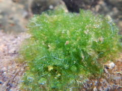 Boodlea composita