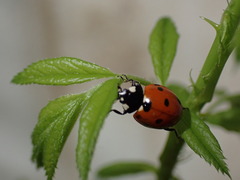 Coccinella septempunctata
