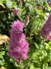 Bombus