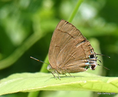 Remelana jangala travana