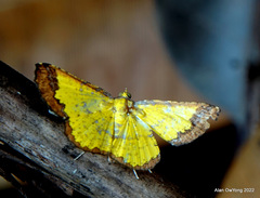 Corymica latimarginata