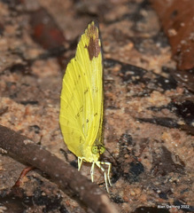Eurema simulatrix tecmessa