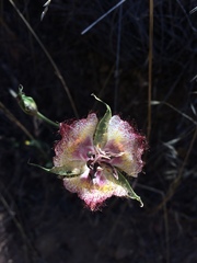 Calochortus fimbriatus