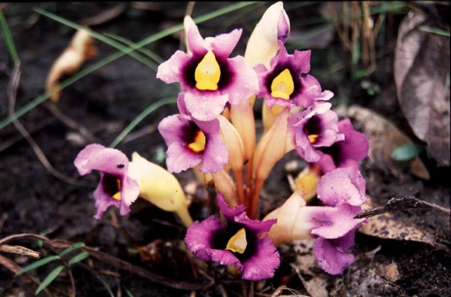 Aeginetia