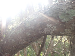Maytenus undata