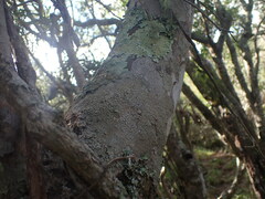 Maytenus undata