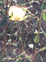 Calochortus fimbriatus