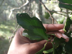 Maytenus undata