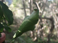 Maytenus undata