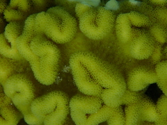 Sarcophyton elegans