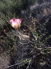 Calochortus fimbriatus